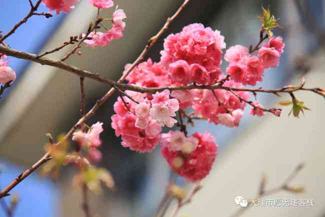樱花ai生成文案怎么用