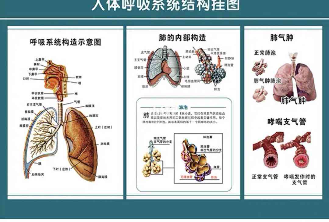 肺部肿瘤如何影响吸系统功能与肺功能健