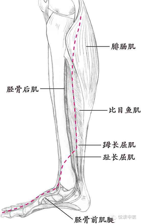 胫骨后肌腱炎能活动么：如何活动及恢复时间解析