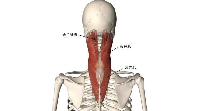 胫骨后肌肌腱炎治疗方案：治疗疼痛与复方法概述