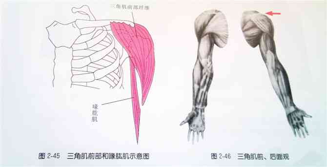 胫骨后肌肌腱炎治疗方案：治疗疼痛与复方法概述