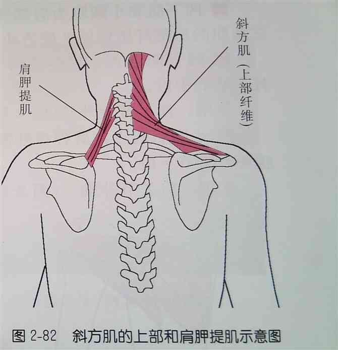 胫骨后肌肌腱炎治疗方案：治疗疼痛与复方法概述