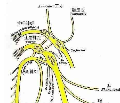 胸骨骨折是否属于工伤认定范畴