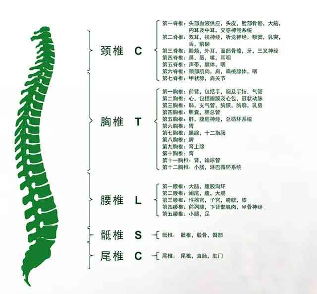 脊椎错位的伤情级别划分及其对应的健影响和治疗方案解析