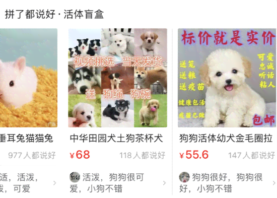 ai特效文案搞笑宠物