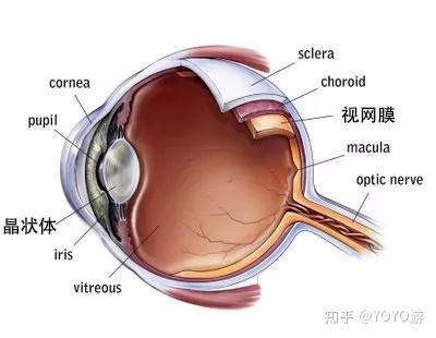 视网膜脱离可以认定工伤吗