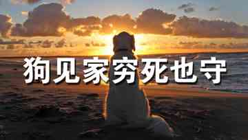 情感语录里ai写作在哪里找