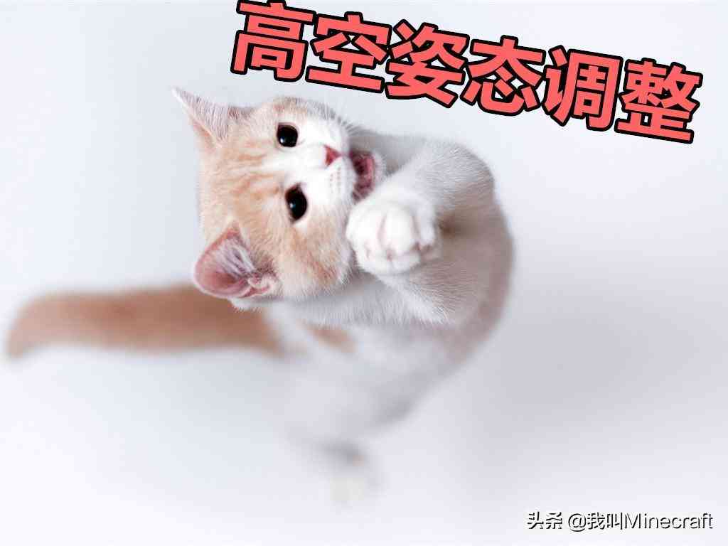 驯服ai猫咪文案句子