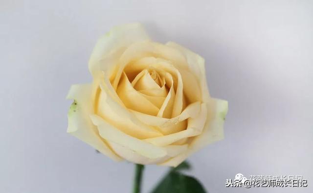 AI蜜桃雪山文案