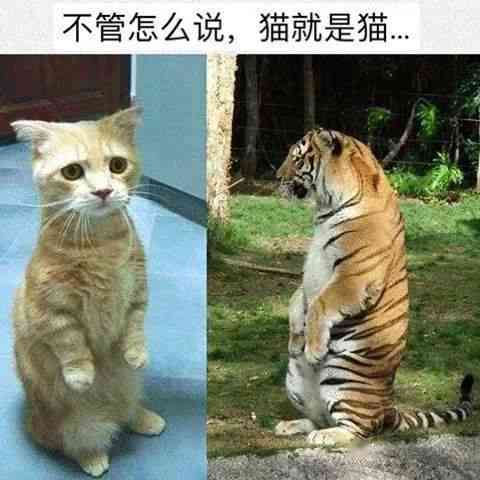 猫咪ai变身老虎文案怎么写