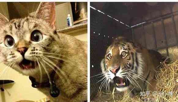 猫咪ai变身老虎文案怎么写