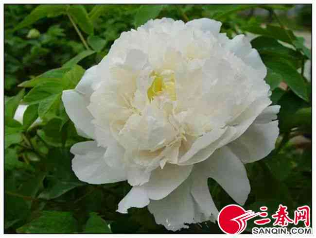 白牡丹花水中ai文案