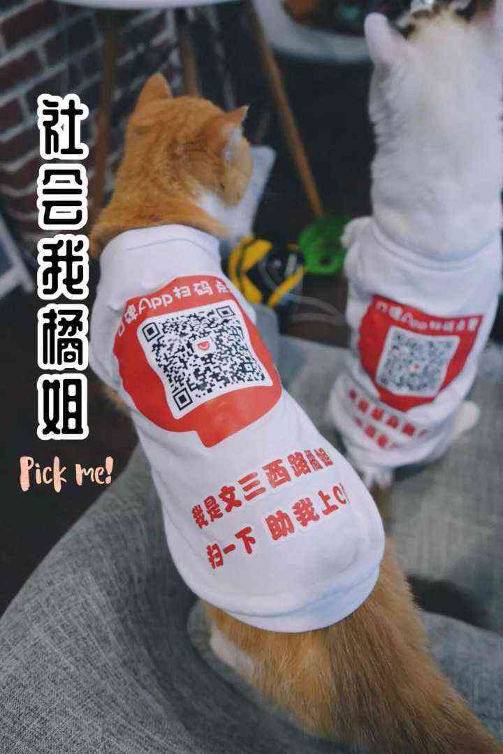 ai绘画小猫咪文案怎么写