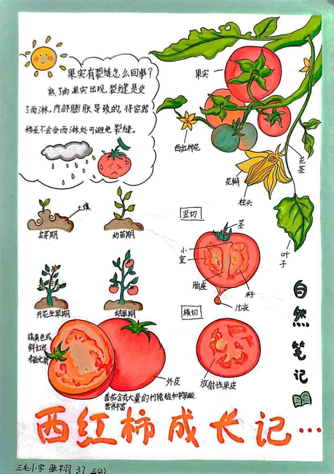 番茄文库和ai写作管家哪个好