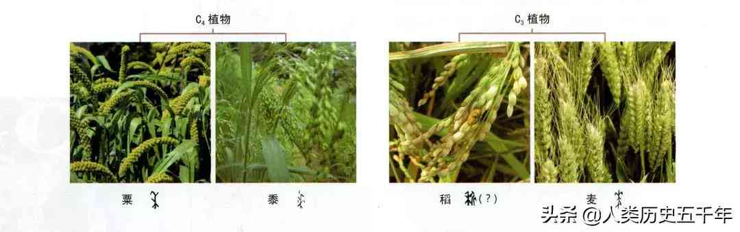 小米如何ai写作