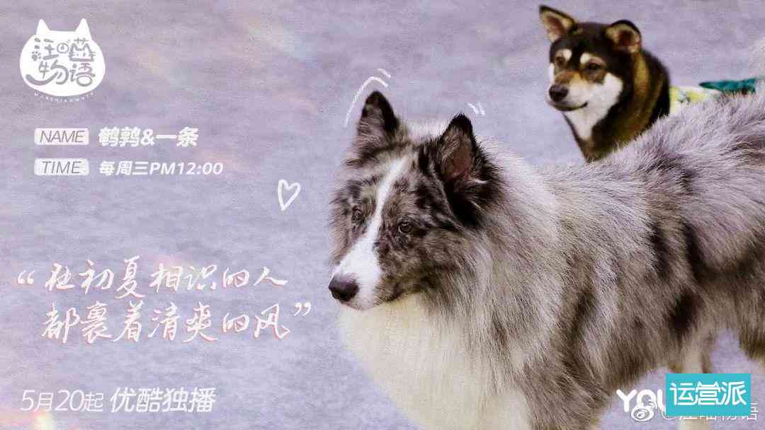 ai骑狗配什么文案