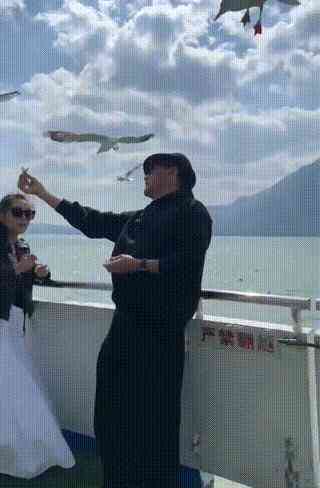 ai海鸥文案素材无水印