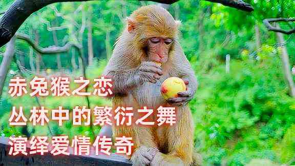 ai猴子跳舞文案