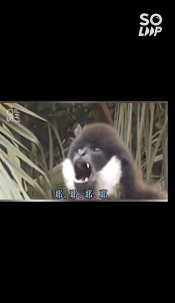 ai猴子跳舞文案