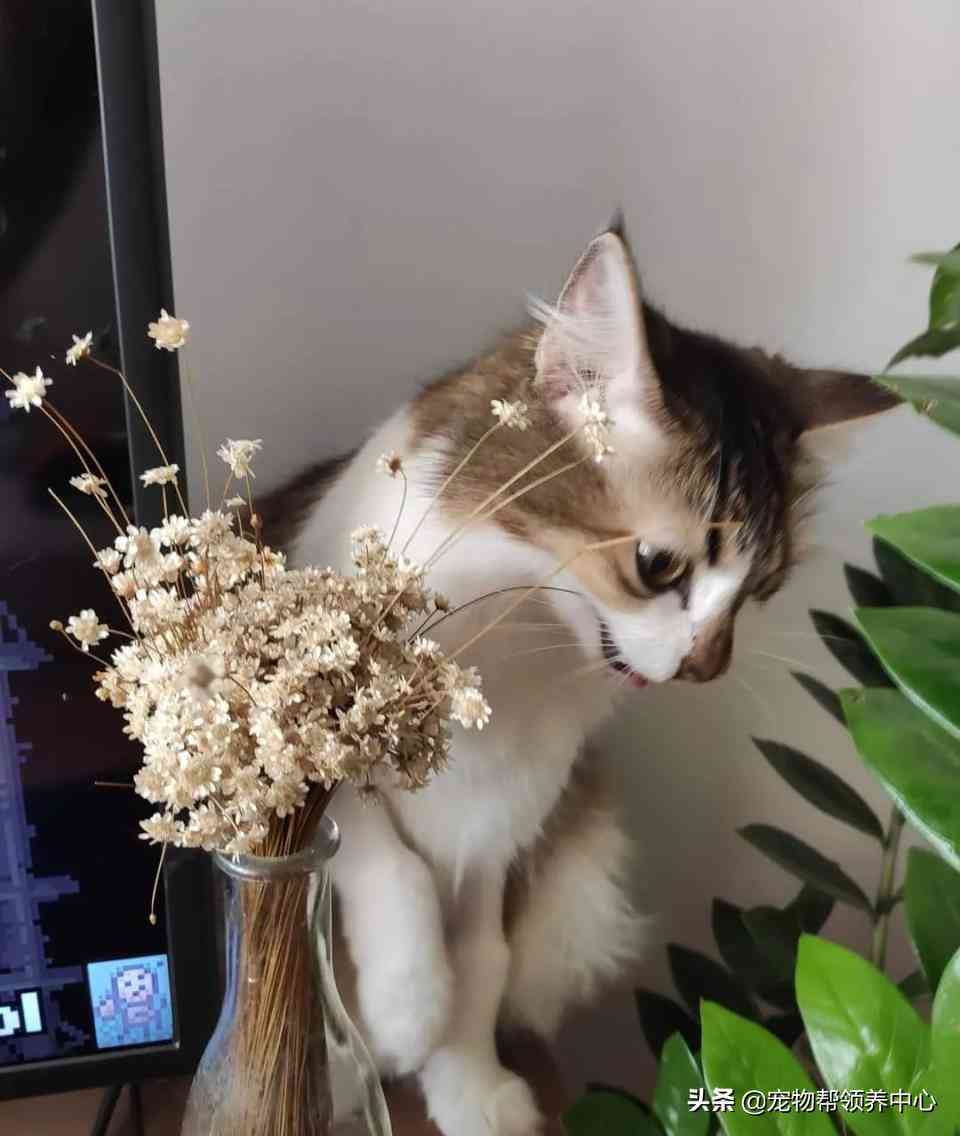 ai作画猫咪文案