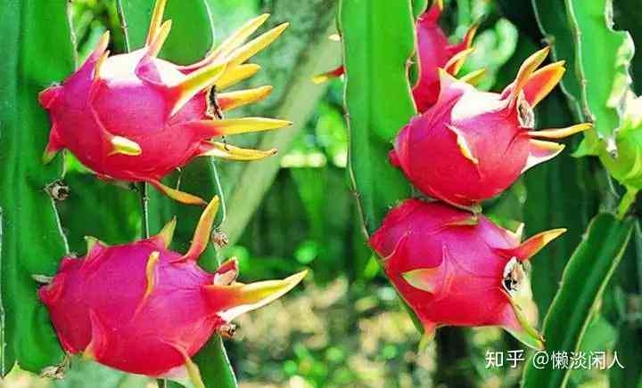 火龙果写作怎么降ai