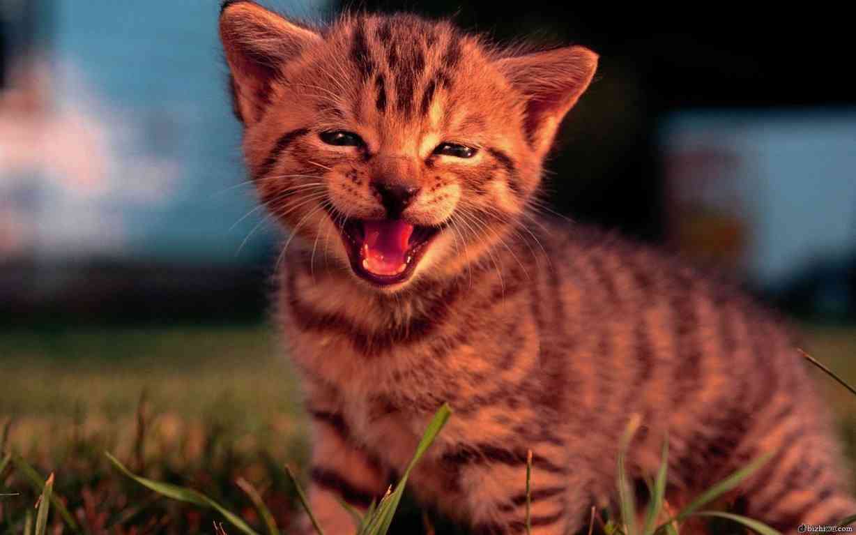 小猫ai创作关键词