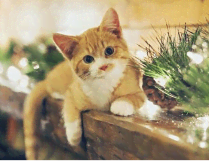 小猫ai创作关键词