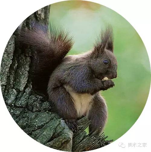 松鼠ai体验文案素材-松鼠ai体验文案素材图片