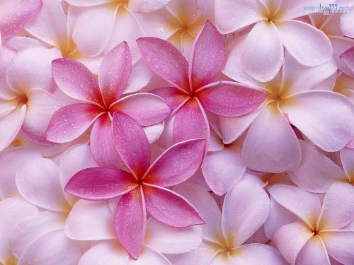ai的创作花名字