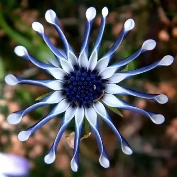 ai的创作花名字