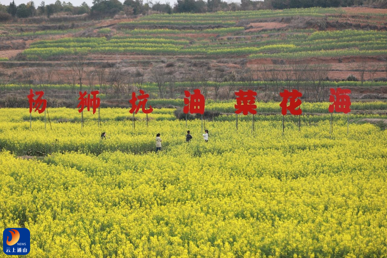 图文 | 通山：油菜花开引客来 春风吹暖“花经济”